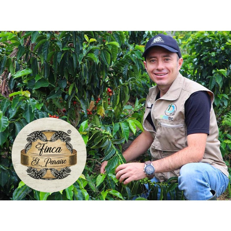 Lychee Finca El Paraiso Colombia | Diego Samuel Bermudez Tapia | Travel Drip Coffee Single Serve (12 pack)
