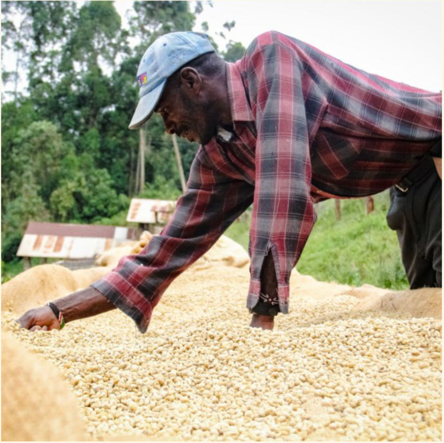 Kenya Double Washed | Travel Drip Coffee Single Serve (12 pack)