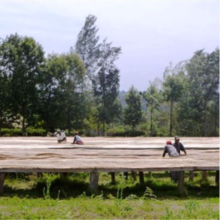 Kenya Double Washed | Coffee Beans